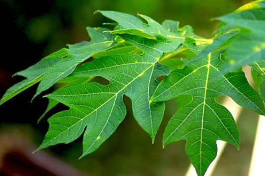From Scalp Care To Shine: What Papaya Leaves Can Do For Natural Hair Growth And Maintenance